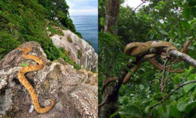 Ilha da Queimada Grande, Pulau Ular di Brasil yang Tidak Boleh Dimasuki Manusia