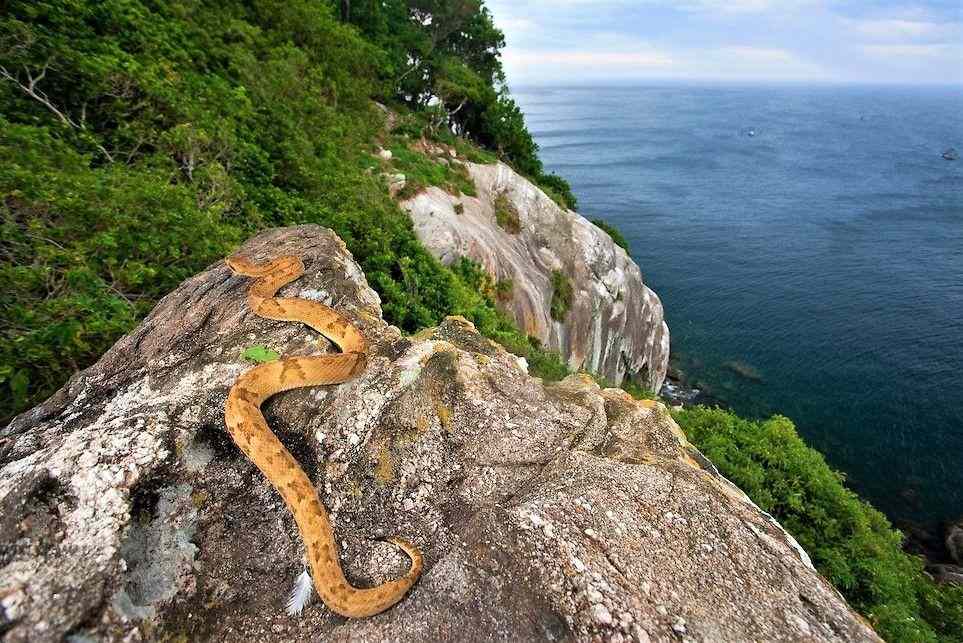 Ilha da Queimada Grande, Pulau Ular di Brasil yang Tidak Boleh Dimasuki Manusia