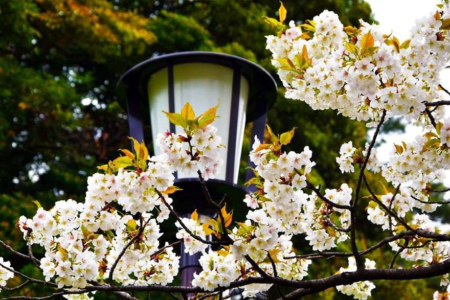 Gak Usah Jauh-Jauh Ke Tokyo, Ini Nih 10 Potret Indahnya Bunga Sakura Saat Mekar