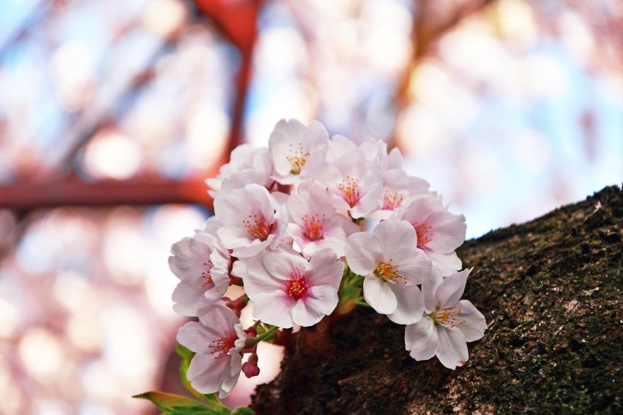 Gak Usah Jauh-Jauh Ke Tokyo, Ini Nih 10 Potret Indahnya Bunga Sakura Saat Mekar