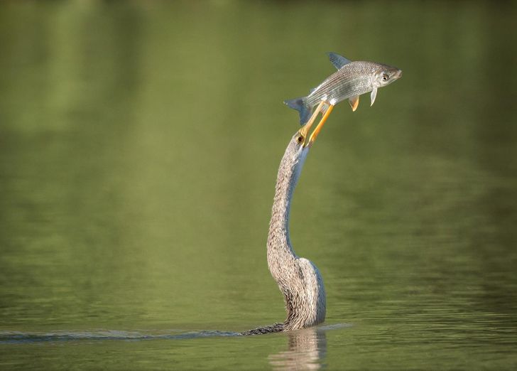 Jepretan Sempurna, 10 Foto yang Diambil 1 Detik Sebelum Bencana Terjadi