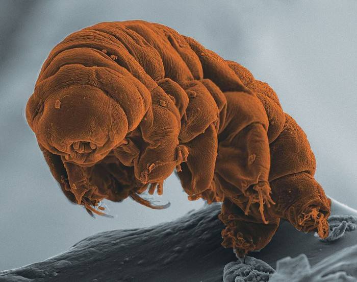 Kenali Tardigrades, Beruang Air yang Pernah Pergi ke Bulan