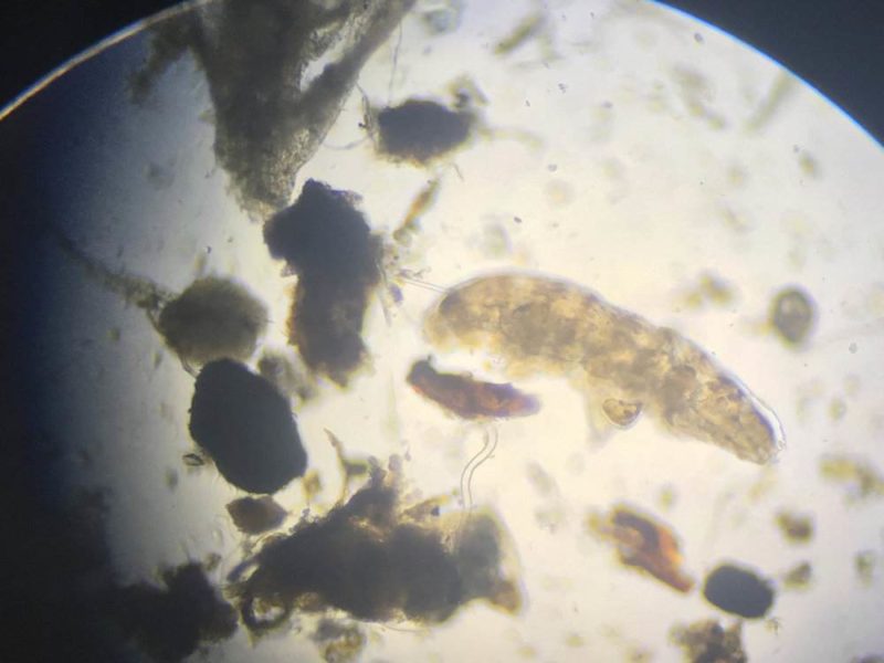 Kenali Tardigrades, Beruang Air yang Pernah Pergi ke Bulan