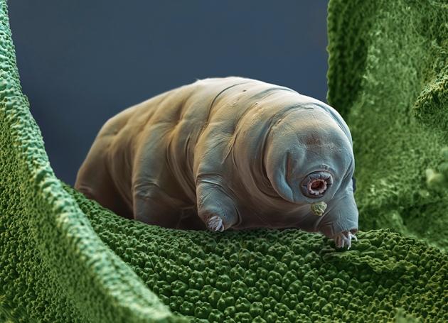 Kenali Tardigrades, Beruang Air yang Pernah Pergi ke Bulan