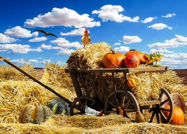 Perayaan Thanksgiving, Tradisi Syukur di Amerika Serikat setiap Akhir November