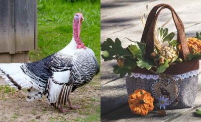 Perayaan Thanksgiving, Tradisi Syukur di Amerika Serikat setiap Akhir November