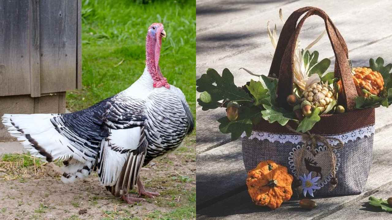 Perayaan Thanksgiving, Tradisi Syukur di Amerika Serikat Setiap Akhir