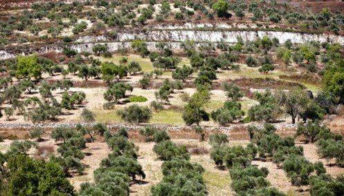 Pohon Gharqad, Memiliki Duri Beracun dan Jadi Tempat Bersembunyi Yahudi