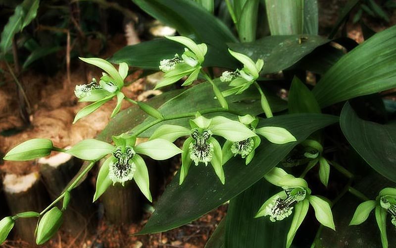 Asli Indonesia, 10 Fakta Anggrek Hitam yang Mempesona