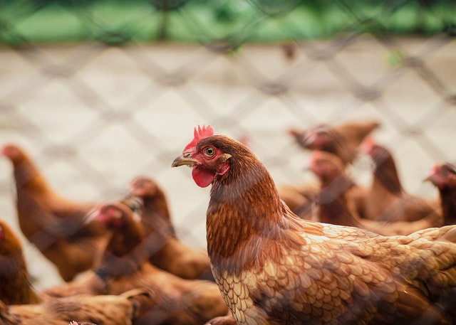 10 Bahaya Ayam Boiler Beserta Cara Baik Mengonsumsinya