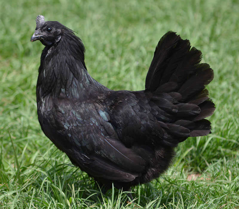 10 Fakta Ayam Cemani, Tahukah Anda?