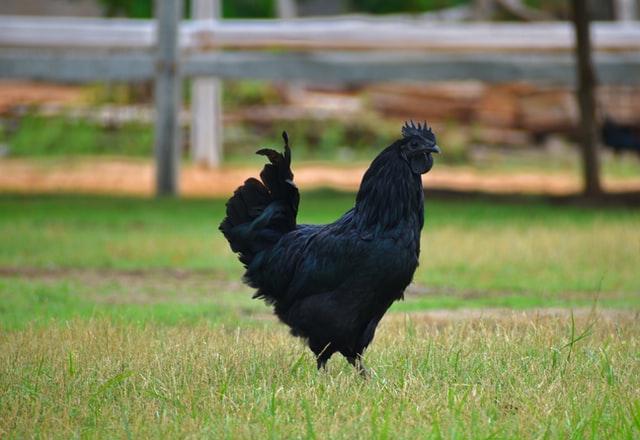 10 Fakta Ayam Cemani, Tahukah Anda?