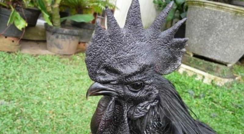 Harganya Mahal, Ini 10 Fakta Ayam Cemani yang Punya Fisik Serba Hitam