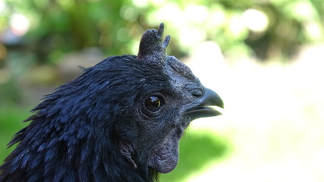 10 Fakta Ayam Cemani, Tahukah Anda?