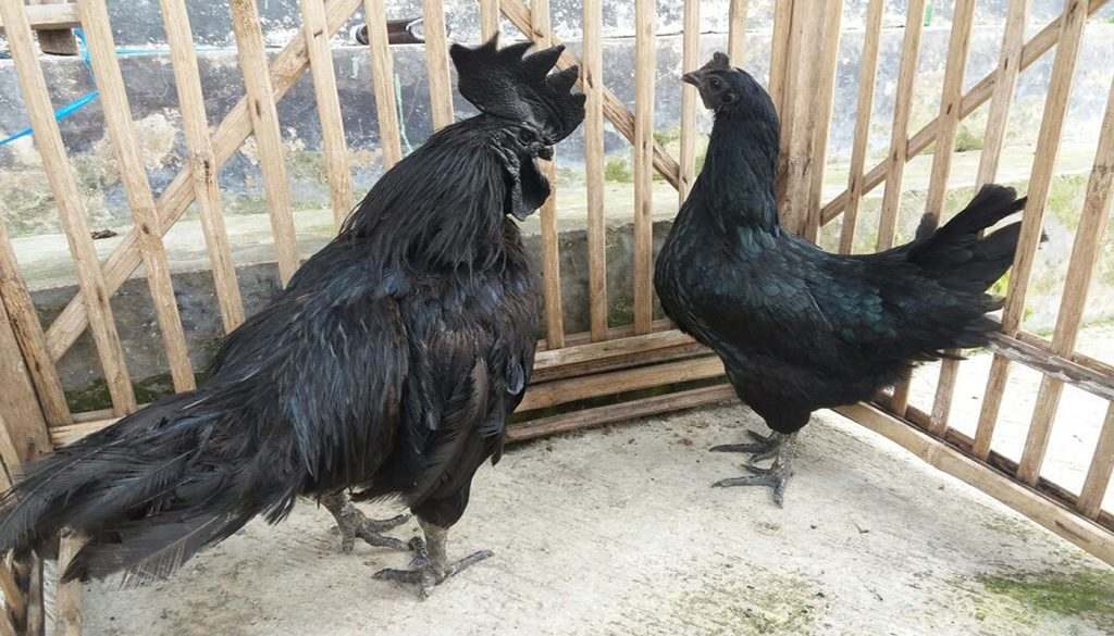 10 Fakta Ayam Cemani, Tahukah Anda?