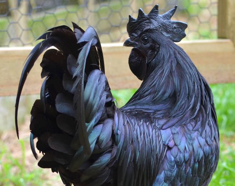 10 Fakta Ayam Cemani, Tahukah Anda?