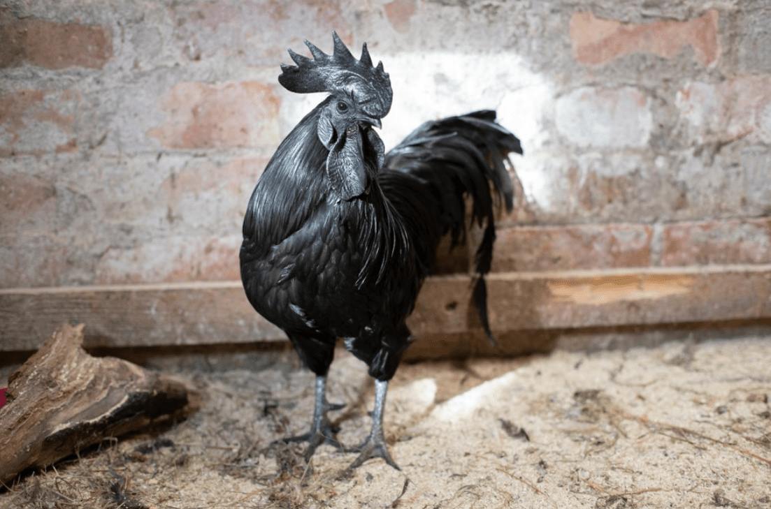 10 Fakta Ayam Cemani, Tahukah Anda?