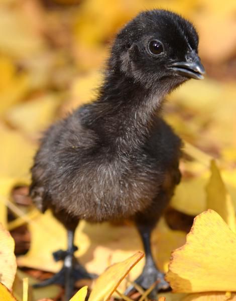 10 Fakta Ayam Cemani, Tahukah Anda?