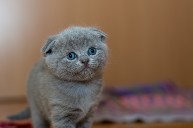 Baca dari Tubuhnya, 10 Bahasa Kucing yang Ternyata Mudah Dimengerti