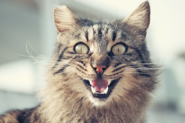 Baca dari Tubuhnya, 10 Bahasa Kucing yang Ternyata Mudah Dimengerti