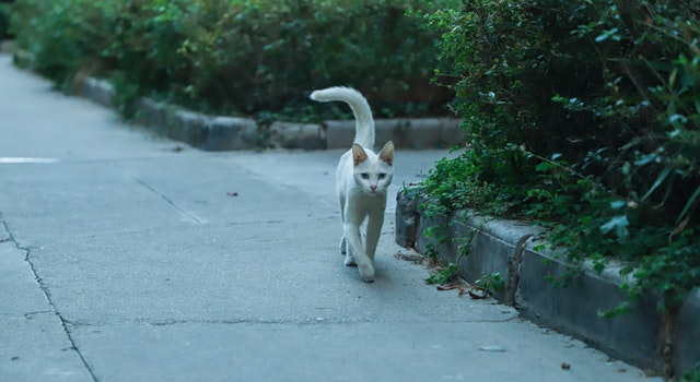 Baca dari Tubuhnya, 10 Bahasa Kucing yang Ternyata Mudah Dimengerti