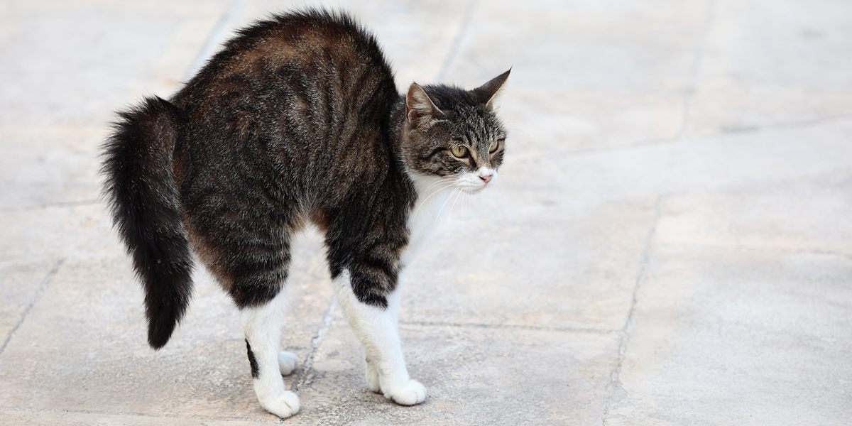 Baca dari Tubuhnya, 10 Bahasa Kucing yang Ternyata Mudah Dimengerti