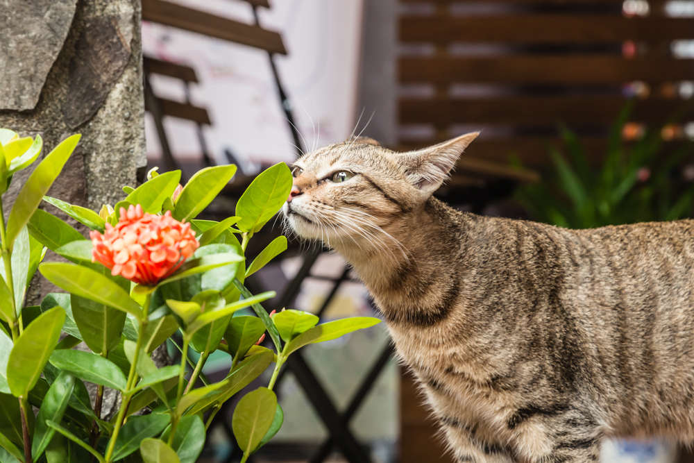 Baca dari Tubuhnya, 10 Bahasa Kucing yang Ternyata Mudah Dimengerti
