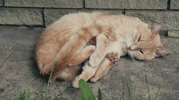 Baca dari Tubuhnya, 10 Bahasa Kucing yang Ternyata Mudah Dimengerti