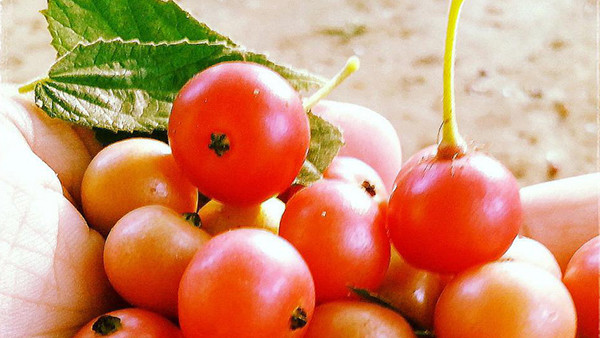 As an Antibiotic to Maintain Blood Sugar, 10 Benefits of Cherries