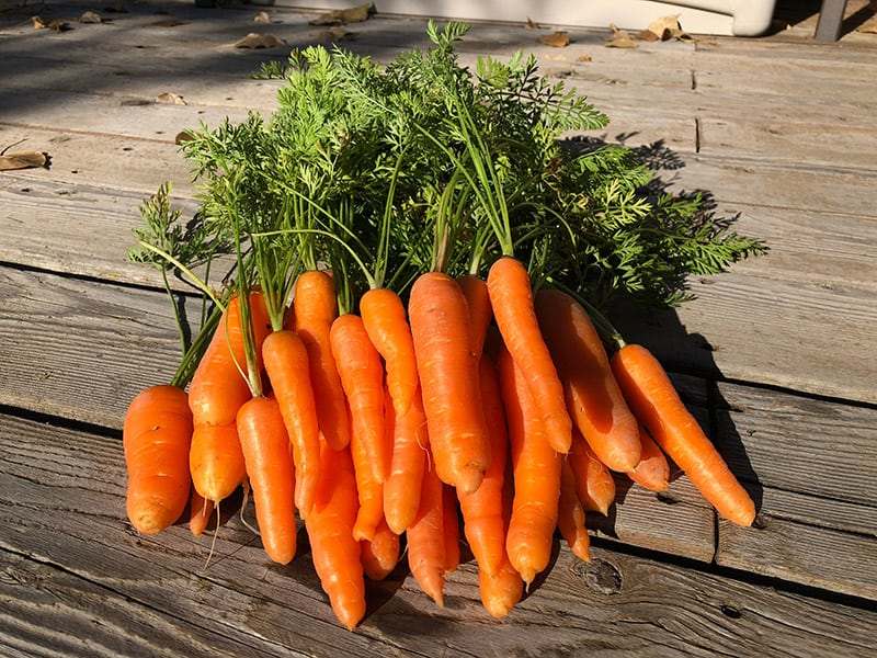 10 Sayur dan Buah yang Sebaiknya Gak Masuk Kulkas Bersamaan, Apa Aja Ya?