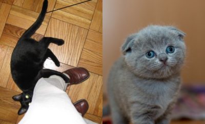 Baca dari Tubuhnya, 10 Bahasa Kucing yang Ternyata Mudah Dimengerti