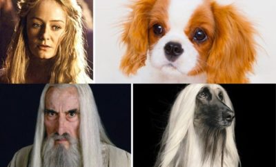 Ada-Ada Aja, 10 Potret Anjing yang Dibilang Mirip Karakter Lord of The Ring