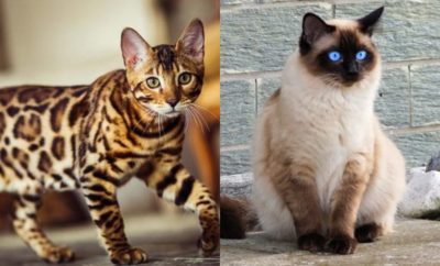 10 Jenis Kucing Peliharaan yang Imut yang Menggemaskan