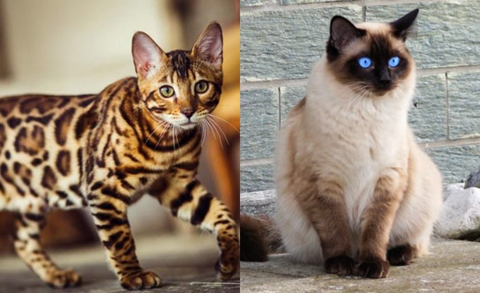 10 Jenis Kucing Peliharaan, Ada yang Berbulu Lebat & Mirip Macan Tutul