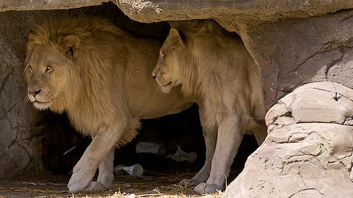 Kisah Nabi Daniyal, Menjinakkan Singa dan Makamnya Dirahasiakan 