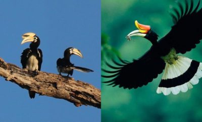 Mengenal Burung Enggang, Punya Paruh Seperti Tanduk dan Dianggap Keramat