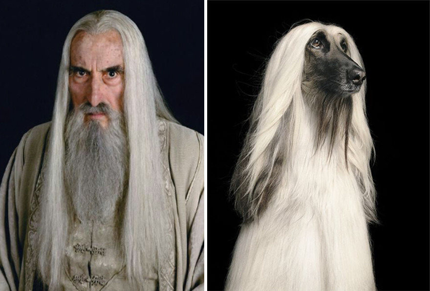 Ada-Ada Aja, 10 Potret Anjing yang Dibilang Mirip Karakter Lord of The Ring