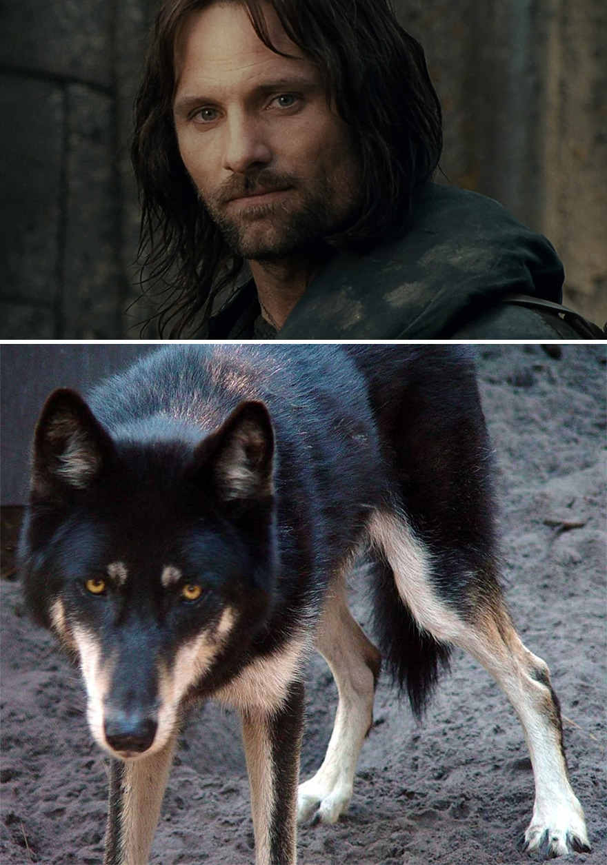 Ada-Ada Aja, 10 Potret Anjing yang Dibilang Mirip Karakter Lord of The Ring