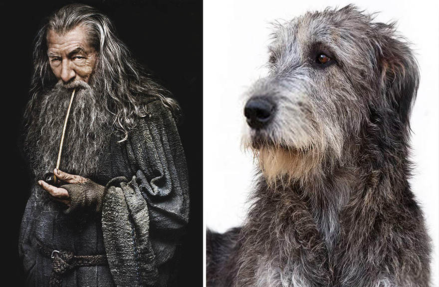 Ada-Ada Aja, 10 Potret Anjing yang Dibilang Mirip Karakter Lord of The Ring