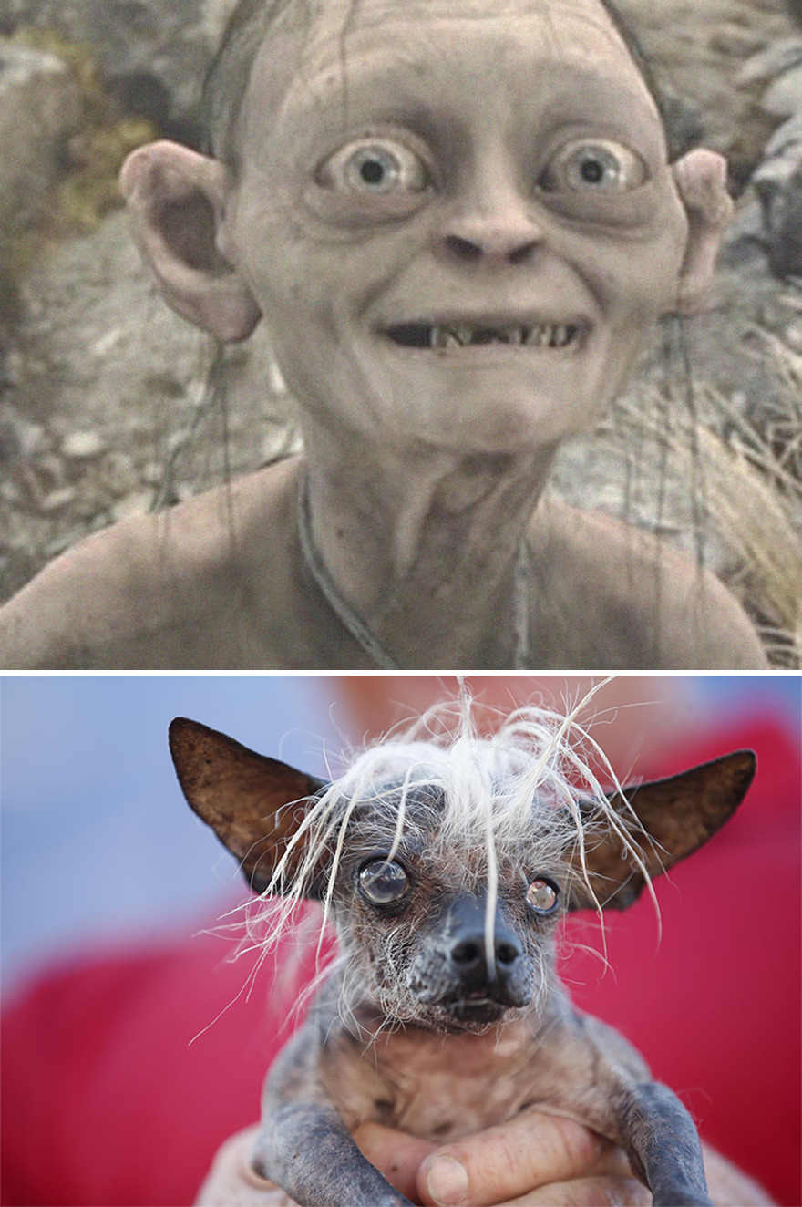 Ada-Ada Aja, 10 Potret Anjing yang Dibilang Mirip Karakter Lord of The Ring