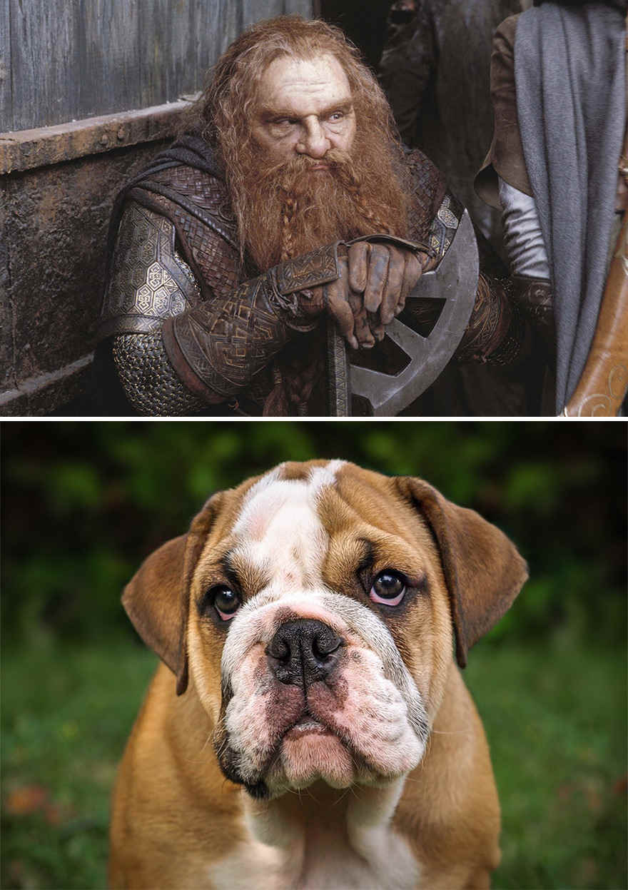 Ada-Ada Aja, 10 Potret Anjing yang Dibilang Mirip Karakter Lord of The Ring