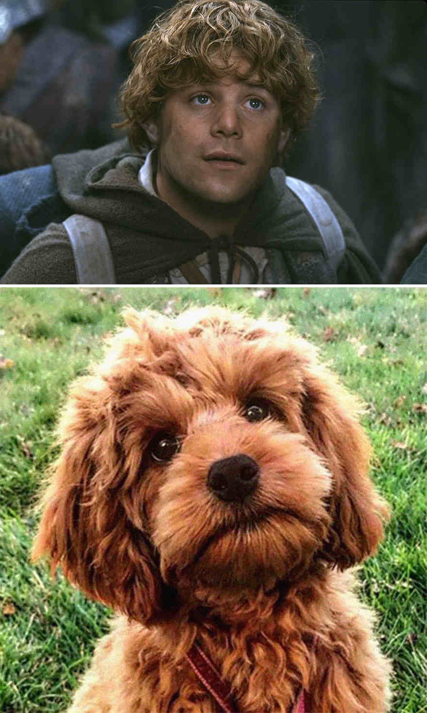 Ada Apa, 10 Potret Anjing Yang Dikatakan Mirip Karakter Lord of The Ring