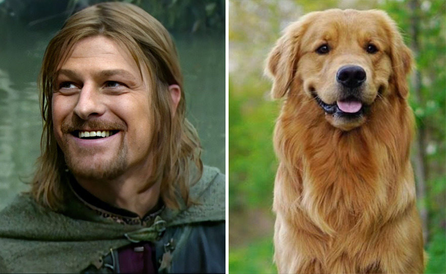 Ada-Ada Aja, 10 Potret Anjing yang Dibilang Mirip Karakter Lord of The Ring