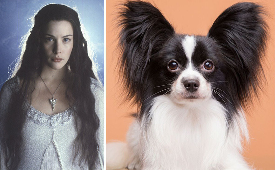 Ada-Ada Aja, 10 Potret Anjing yang Dibilang Mirip Karakter Lord of The Ring