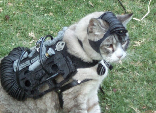 Acoustic Kitty, Kucing Fenomenal yang Pernah Menjadi Mata-mata CIA