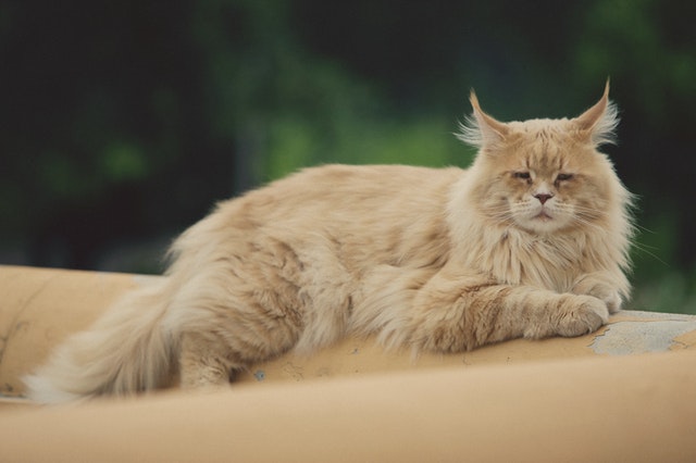 10 Jenis Kucing Peliharaan yang Imut yang Menggemaskan