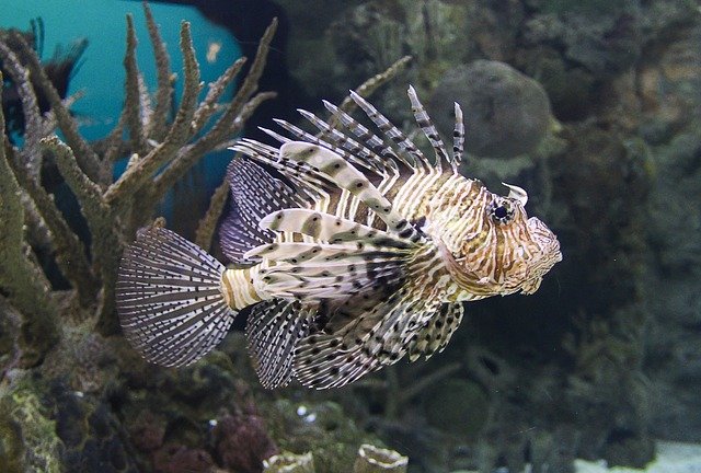 Fakta Lionfish, Ikan Berbisa Tapi Memiliki Bentuk yang Indah
