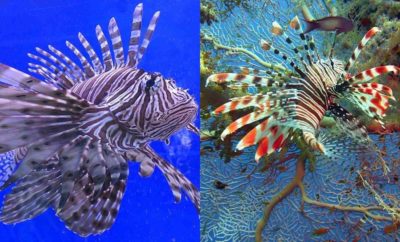 Fakta Lionfish, Ikan Berbisa Tapi Memiliki Bentuk yang Indah