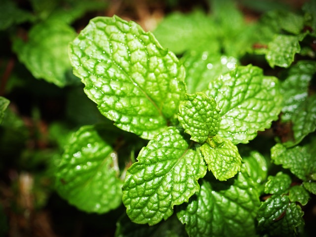 Delicious and Fresh, 10 Benefits of Spearmint Leaves for the Body