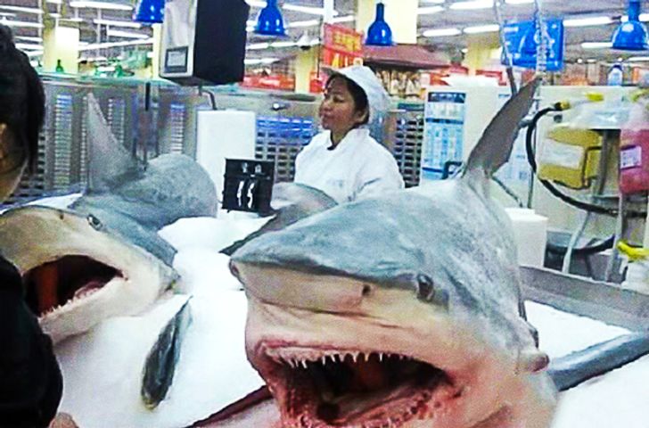 Jual Buaya di Supermarket,10 Hal Aneh yang Hanya Terjadi di China